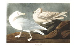 Plate 396 Burgomaster Gull