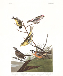 Plate 400 Ankansaw Siskin