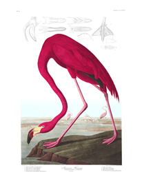 Plate 431 American Flamingo