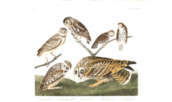 Plate 432 Burrowing Owl