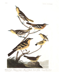 Plate 433 Bullock's Oriole