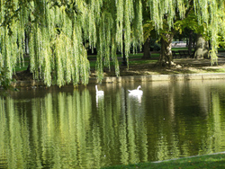 Public Garden Pond Boston MA