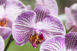 Purple Orchid