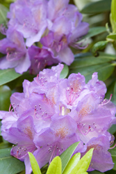 Purple rhododendron