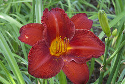 Red Lily