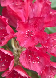 Red Rhododendron