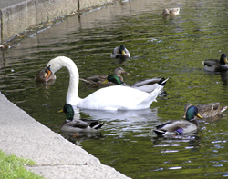 Swans & Ducks