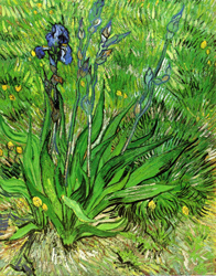 The Iris by Vincent van Gogh