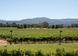 Vineyard 1