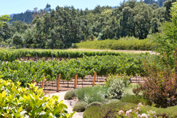 Vineyard 3