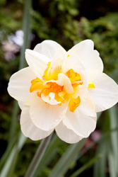 White Daffodil