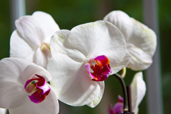 White Orchid