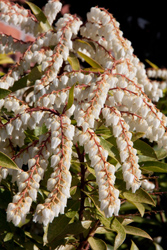 White Petals