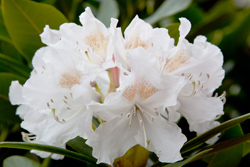 White Rhododendron