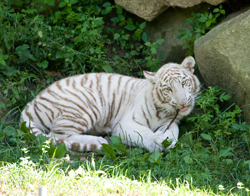 White Tiger