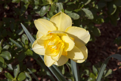 Yellow Dafodil