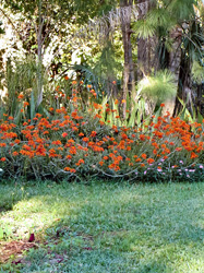 Orange flowers photo