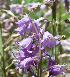 pink bell flower