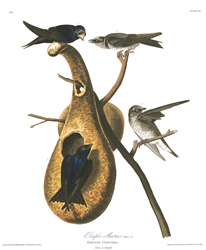 plate 22 purple martin