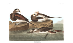 plate 312 long tailed duck