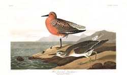 plate 315 red breasted sandpipe