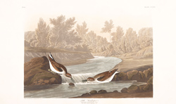 plate 320 little sandpiper