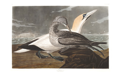 plate 326 gannet