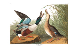 plate 327 shoveller duck