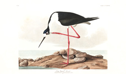 plate 328 long legged avocet