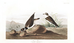 plate 330 ring plover