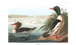 plate 331 goosander