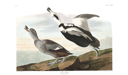 plate 332 pied duck working