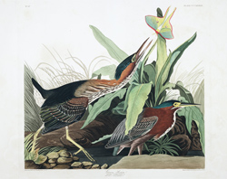 plate 333 green heron fm mill grove