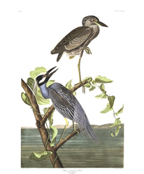 plate 336 yellow crowned heron