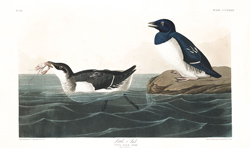 plate 339 little auk