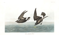 plate 340 least stormy petrel