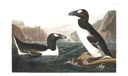 plate 341 great auk