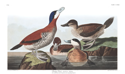 plate 343 ruddy duck