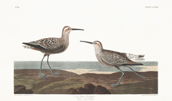 plate 344 long legged sandpiper