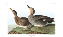 plate 348 galdwell duck