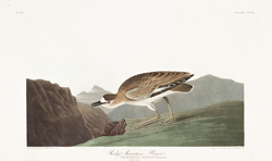 plate 350 rocky mountain plover