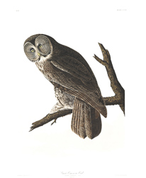 plate 351 great cinereous owl