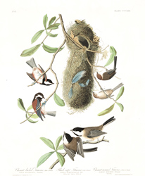 plate 353 black capt titmouse