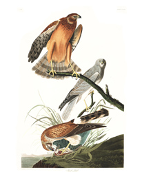 plate 356 marsh hawk