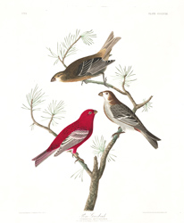 plate 358 pine grosbeak