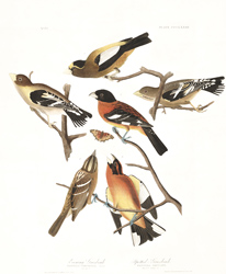 plate 373 evening grosbeak