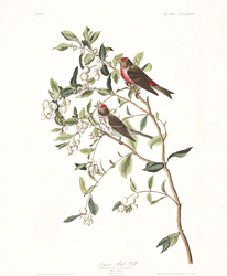 plate 375 lesser red poll