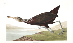 plate 377 scolopaceus courlan