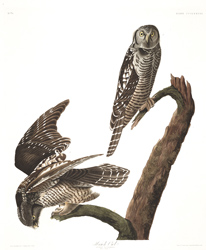 plate 378 hawk owl