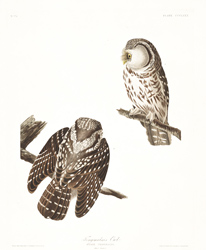 plate 380 tengmalms owl